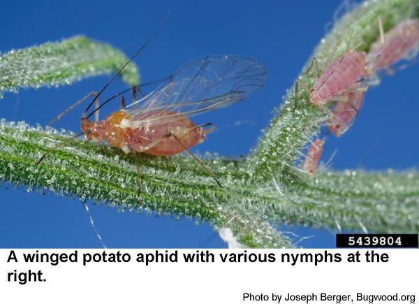 potato aphid nymphs may become winged adults.